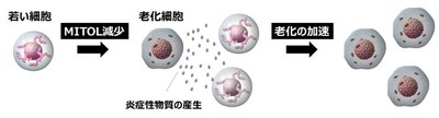 図4. エイジングによるMITOL減少と老化の加速のイメージ