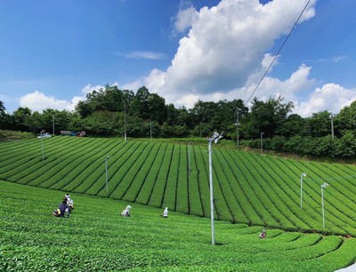 大和園・茶畑（写真提供：株式会社大和園）