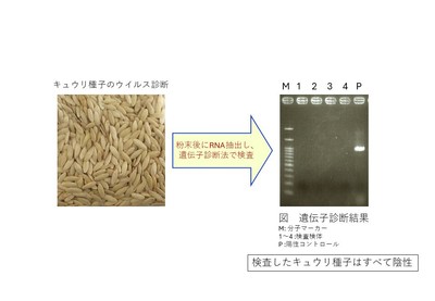 キュウリ種子のウイルス診断と結果