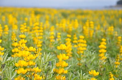 ※町花:ルーピン(和名ノボリフジ)イメージ画像