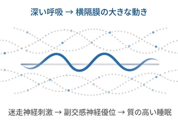 睡眠学の限界──睡眠の質を決めるのは環境ではなく、横隔膜が生む迷走神経刺激である