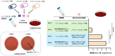 【名城大学】薬剤耐性拡大の新たな要因を解明