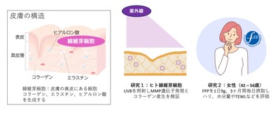 図2 皮膚の構造と本研究の概要