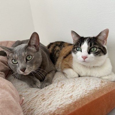 おはぎくん＆よもぎちゃん