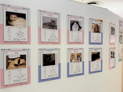 ネスタ猫の会 パネル譲渡会展示