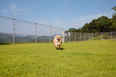 ani TERRACE ドッグラン