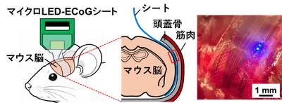 図2.マウス脳への開発シートの設置(青色光による刺激の様子)