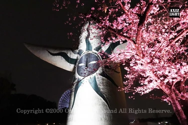 今春、忘れられない夜桜美!圧巻の5500本の桜が光りを纏う! 万博記念公園「SAKURA EXPO 2026」開催