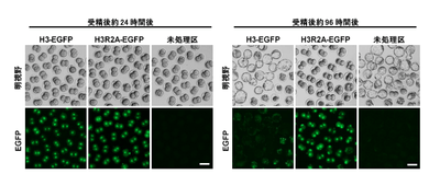 図1 野生型ヒストンH3または変異体ヒストンH3R2Aに緑色蛍光タンパク質(Enhanced green fluorescent protein:EGFP)を結合させた融合タンパク質を受精卵の核に取り込ませた場合、H3-EGFP試験区の受精卵は未処理区と変わらず胚盤胞期まで発生するのに対し、H3R2A-EGFP試験区は胚発生が2細胞期で停止したままである。スケールバー:100 μm