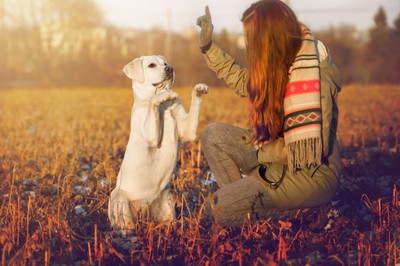 犬に教える基本的なしつけで使用されるフレーズを解説と一緒にご紹介していきます。