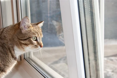 2月22日は猫の日 アイチューザー、ペットに関する冷暖房の利用実態と意識を調査 ｜「ペットのために、我慢せず電気を使いたい」飼い主の約8割が、 太陽光パネル・蓄電池等による「電気の自給自足」に関心