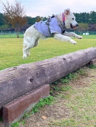 【愛犬家のみなさまに朗報！ワンちゃんとのお出かけは、千本松牧場へ】プライベートドッグランやテラス席での美味しいランチも！新緑が美しい季節のワンちゃんとの楽しみ方5選