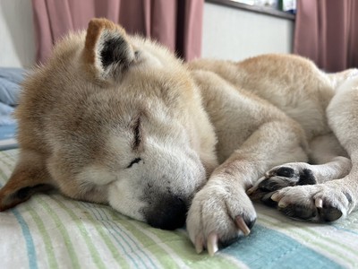 (闘病のため緊急入院された飼い主さん。取り残された老犬を、飼い主さんが退院するまで一時預かりしましたが、飼い主さんはそのままご逝去されました。老犬17歳のまりばあちゃんは、預かりボランティアさんの元で介護、看取りとなりました。)