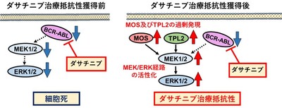 ダサチニブ治療抵抗性獲得機構