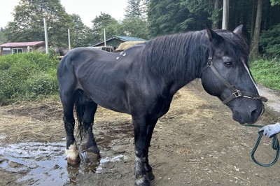 時速5kmのジェントルマン、蓮くん