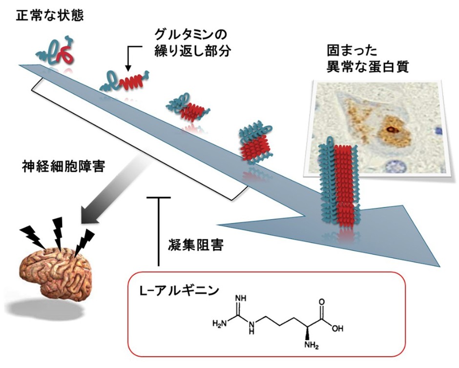 図:L-アルギニンの効果 L-アルギニンはポリグルタミン蛋白質が凝集するのを防ぎます。
