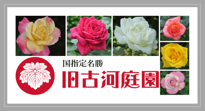 6月19~21日撮影の当園のバラ(二番花)