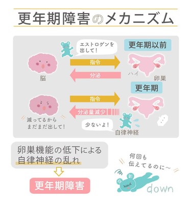 更年期障害のメカニズム