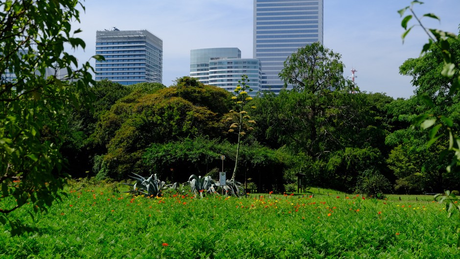 8月2日撮影。キバナコスモスが少しずつ開花し始めました。