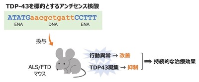 タンパク質TDP-43の遺伝子を標的としたアンチセンス核酸がALSやFTDに対して治療効果を発揮することを疾患モデルマウスで示した。