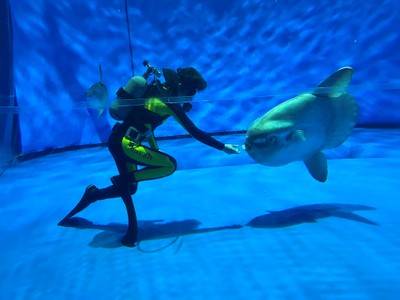 「マンボウウォッチング」特別バージョン