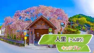 人里(へんぼり)枝垂れ桜