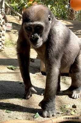 キンタロウがナックルウォークをする様子（写真提供：京都市動物園）