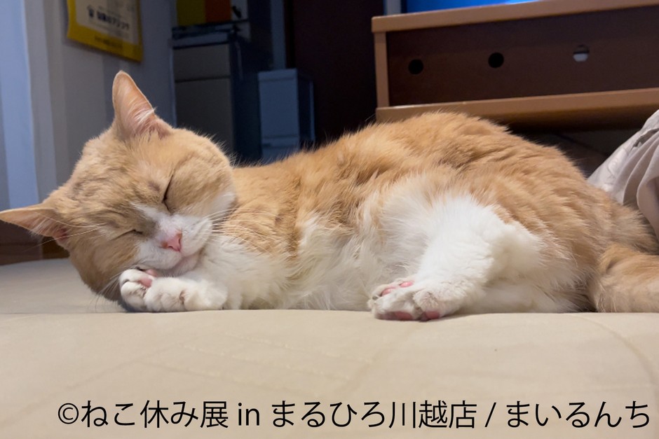 展示作品：まいるんち