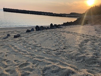 ウミガメが通る屋久島の浜