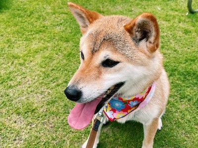 わんちゃんにも熱中症対策を ※イメージ