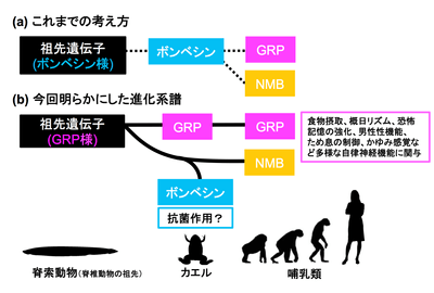 図.今回明らかにしたボンベシン/ガストリン放出ペプチド(GRP)/ニューロメジンB(NMB)の進化系譜。(a)これまでは、ボンベシンからGRPとNMBが進化したと考えられてきましたが、(b)本研究によって、ボンベシンはNMBがカエル系統でのみ特殊化したものである一方、GRP系はカエルを含め、脊椎動物の間で広く保存されていることがわかりました。