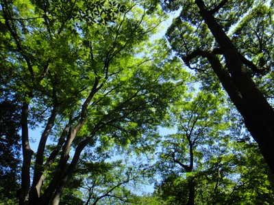 身体に優しい自然素材