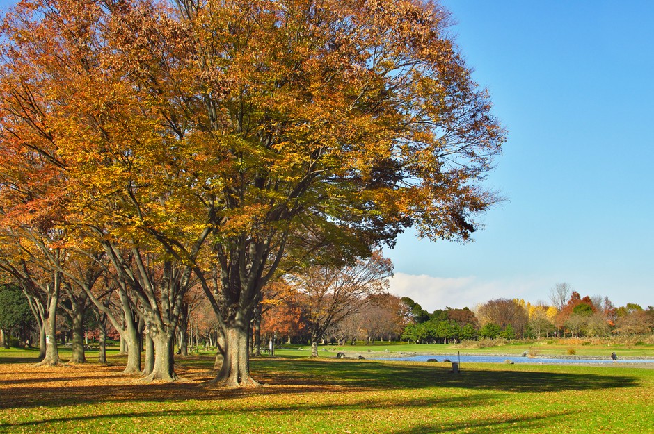 秋の水元公園(過年度の様子)