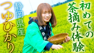 秋元真夏さんが静岡県で「つゆひかり」の茶摘み体験！ 生産者の方々から「お茶」の淹れ方も学びました！