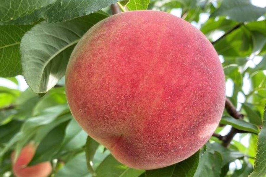 第4弾でプレゼント予定の「輝々桃(キラキラモモ)」