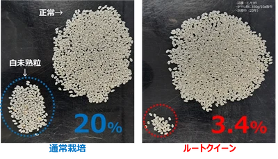 異常気象時代の収量課題に新提案
農業用微生物資材「ルートクイーン®」の実証データを公開